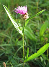 Wiesenflockenblume (wildform)