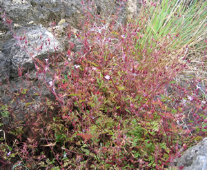 Storchschnabel