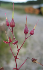 Storchschnabel