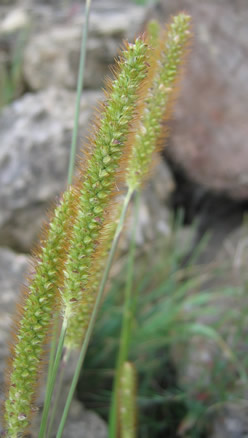 Setaria viridis, Grüne Borstenhirse