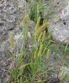 Setaria viridis, Grüne Borstenhirse