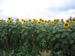 Sonnenblume