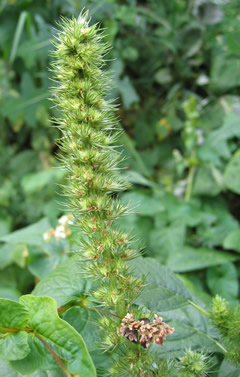 Grünähriger Fuchsschwanz /grüner Amarant