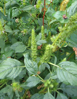 Grünähriger Fuchsschwanz /grüner Amarant