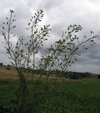 Hirtentschel