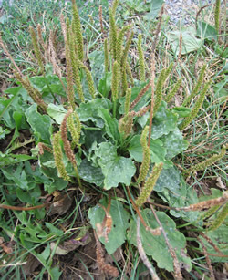 Breitwegrich
