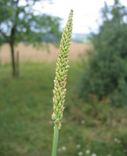 Breitwegrich
