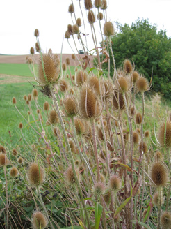 Wilde Karde (Dipsacus fullonum)