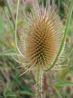 Wilde Karde (Dipsacus fullonum)