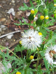 Kreuzkraut Blüten.- Fruchtstand