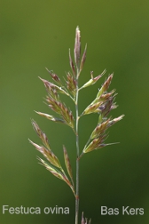 Schafschwingel