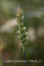Weidelgras
