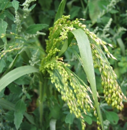 Silberhirse