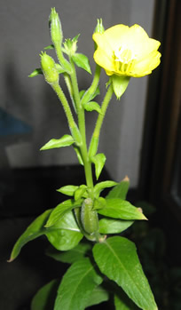 Nachtkerze in Blüte
