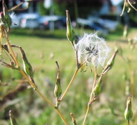 Stachellattich / Kompass Lattich