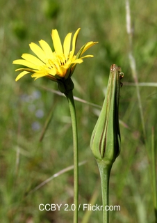 Wiesenboxbart