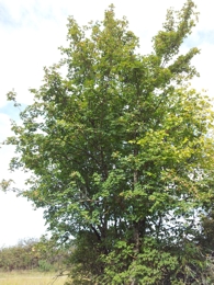 Bergahron
