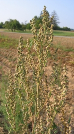 Gänsefuss