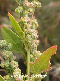 Gnsefuss