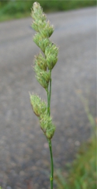 Knulgras