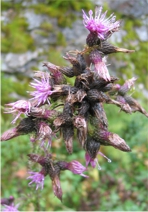 Sumpfkratzdistel Bltenstand