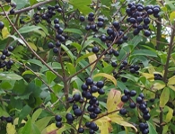 Ligusterbeeren