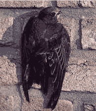 Der Mauersegler