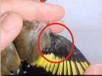 flügel beim Hahn