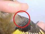 Flügel Henne