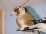 maske bei der Henne