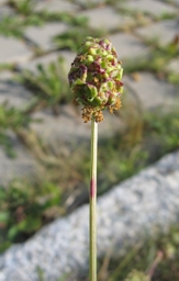 Kleiner Wiesenknopf