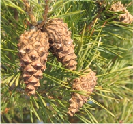 Latsche / Pinus mugo