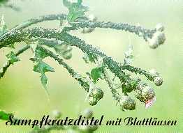 Sumpfkratzdistel