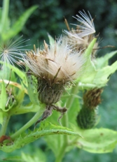 Kohldistel