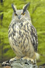 Vogel des Jahres 2005 / Der Uhu