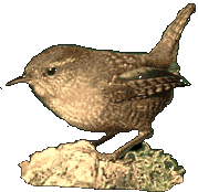 Zaunkönig