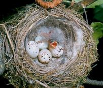 Gelege mit Jungvogel