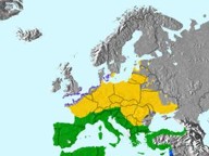 Verbreitung des europ. Girlitz