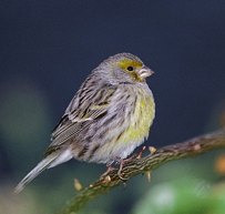 Serinus canaria