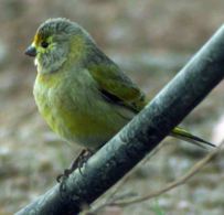 Serinus syrius