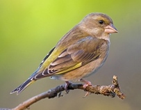 Carduelis chloris