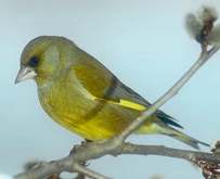 Carduelsi chloris