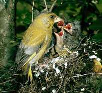 Nest