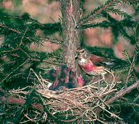 Nest