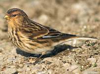 Berghängling / Twite