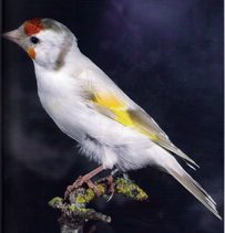 Lutino
