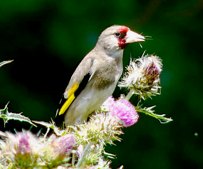 Carduelis caniceps