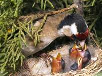 Carduelis carduelis Weibchen, Nest und Küken