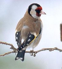 carduelis carduelis female