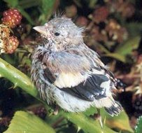 Jungvogel